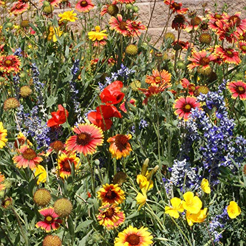 Dryland Wildflower Seed Mix (80 Ounce)