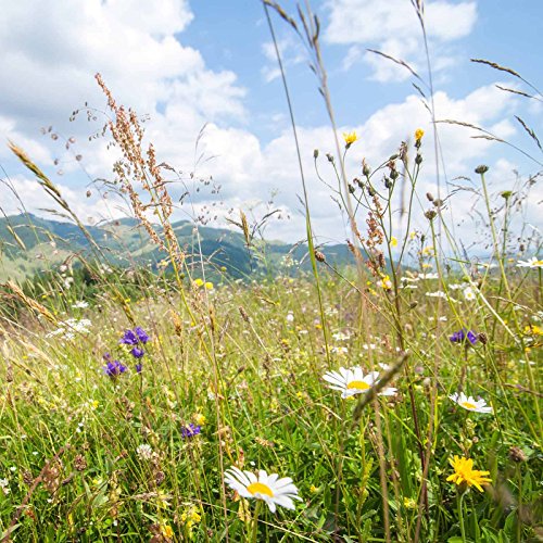 Mountain Valley Seed Co Rocky Mountain Wildflower Seed Mix 5 Gram Annuals