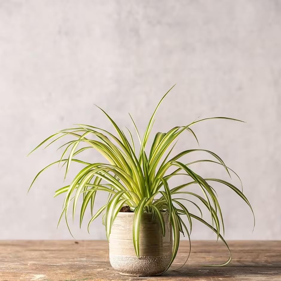 Spider Plant Air Purifier (2 Cup (4in) / spider)