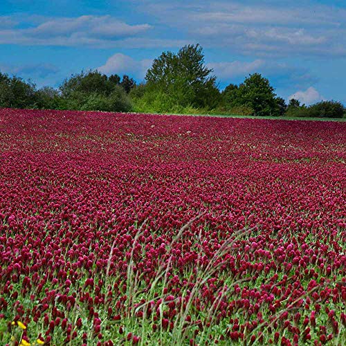 Crimson Clover Seeds (640 Ounce)
