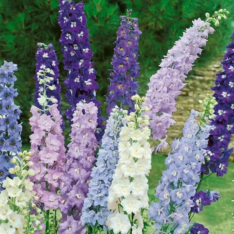 Consolida Ajacis Larkspur Flower Seeds Pack of 500+ Flower Seeds for Planting (500 Count)