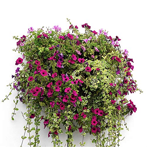 2PCS Half Round Hanging Basket Liners Replacement Coco Liner for Hanging Basket Wall Flower (2 Count)