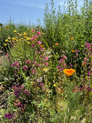 California Native Wildflower Mix Seeds