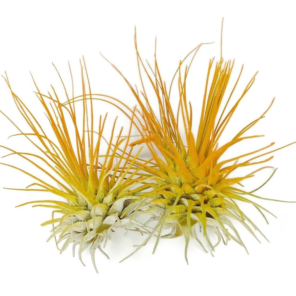 Thin Air Plant