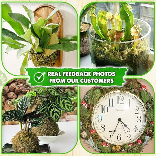 1.25 LBS Real Dried Forest Moss for Potted Plants (20 Fl Oz)
