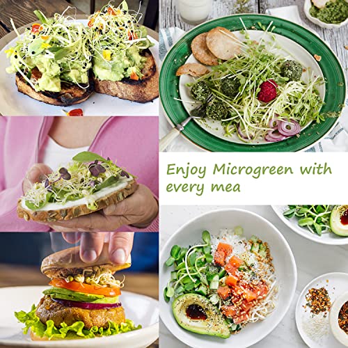 Microgreen Growing Trays (6 Pack-colorful Base)