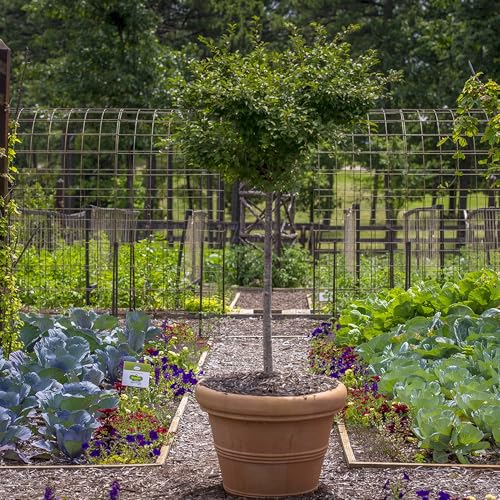 Brunello Planter (27 Inch / Rust)