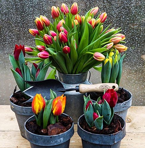 Dewit Tulip Trowel, Garden Tool for Roots and Planting