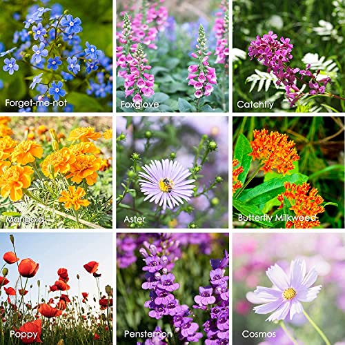 Mountain Valley Seed Co Wildflower Seeds Shaker Hummingbird and Butterfly