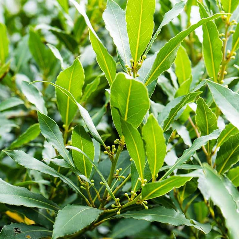 Bay Laurel Tree Plant Live