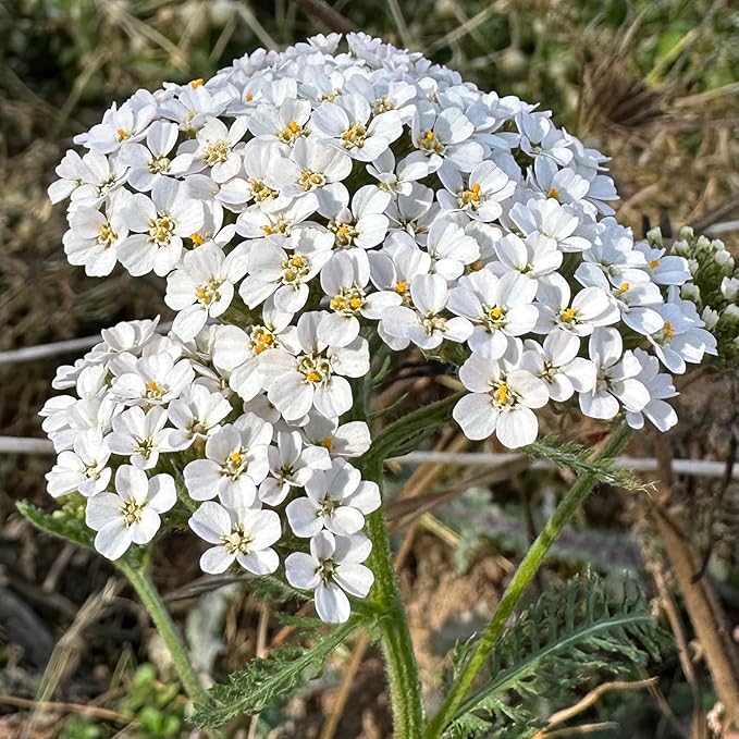 Plant Good Seed California Natives Seeds for Planting - 8 Packet Collection - Sage, Yarrow, Nettle, Poppy, Lupine, Mugwort, Hyssop - Wildflower Variety Pack