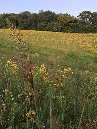 Native Grass & Wildflower Refuge