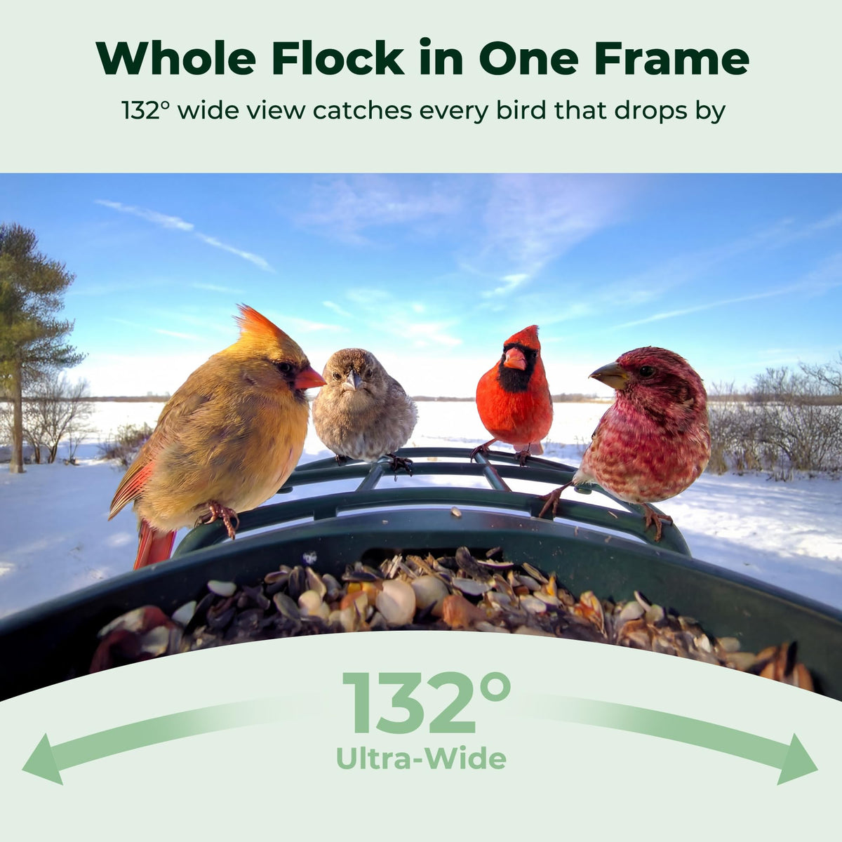 Solar Smart Bird Feeder with Camera