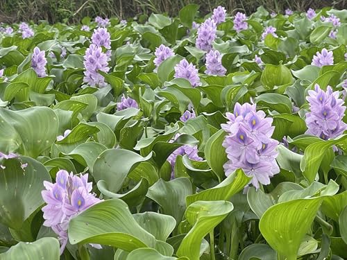 15 Water Hyacin Floating Water Garden Pond Plants (15 Count)