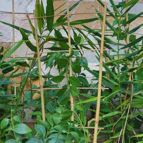10 Pack 2ft Bamboo Trellis for Climbing Plants