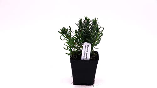 Live Perennial Plants (5 Pots)