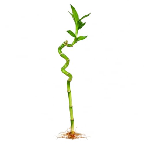 Lucky Bamboo Live Plant