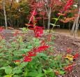 Live Perennial Plants (5 Pots)