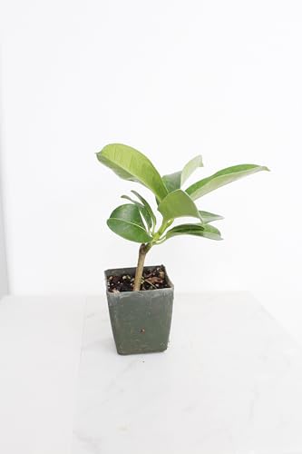 Stephanotis Floribundas Madagascar Jasmine Vine