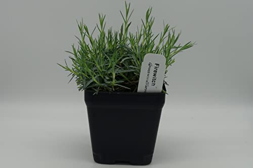 Live Perennial Plants (3 Pots)