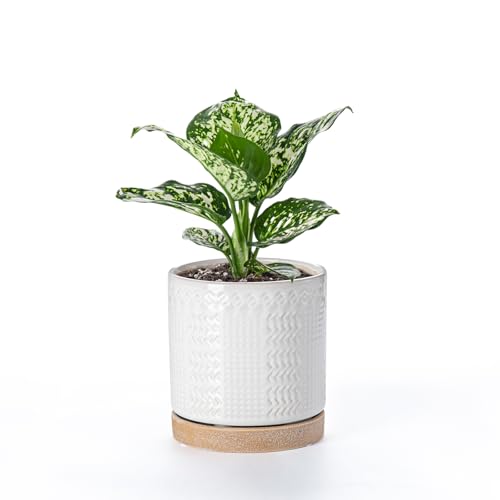 Indoor Outdoor Ceramic Plant Pots (6 inch / White2)