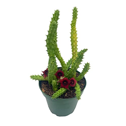 Huernia Red Dragon Stapelia Cactus