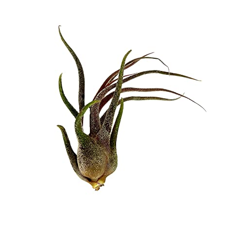 Air Plants Tillandsia Pruinosa (5 Count)