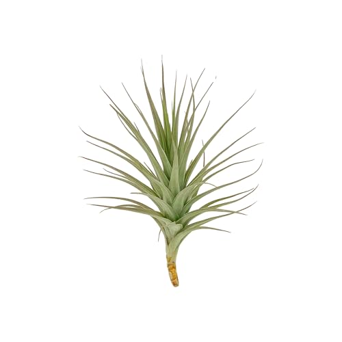 Air Plants Flowering Tillandsia Lilla Lilac (3 Pack / Lilla Lilac)