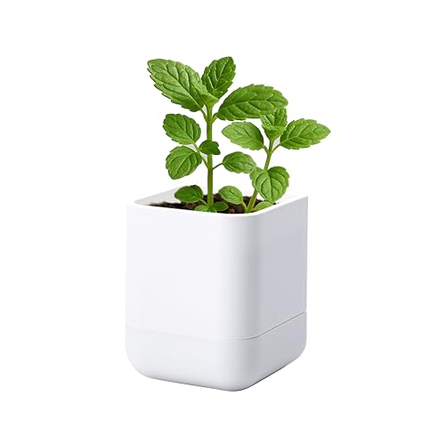 3.5 Inch Wall Mounted Self (3.5" (1 Pack) / White)
