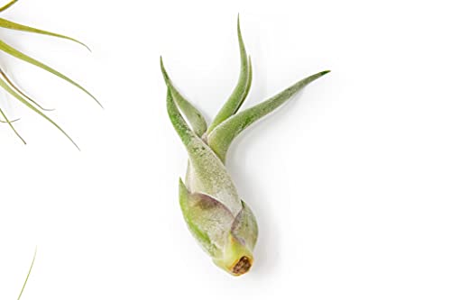 5 Pack of Classic Air Plants Variety (5 Count)