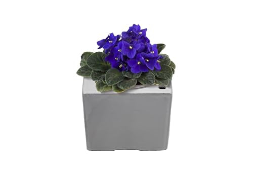 Ceramic African Violet Self Watering Pot 6 Inch Square Pot 3.5 Inch Innter Pot Easy Fill Water Reservoir White (White)