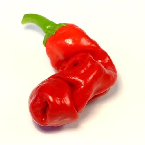 Pepper Live Plant (Hot Peter Pepper)