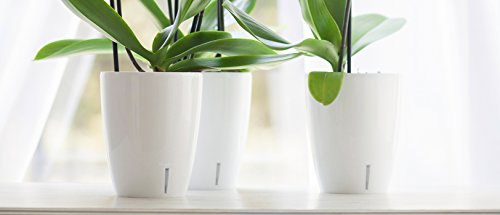 5.5 Inch ORCHIDEA Self Watering Pots for Orchids in Sand