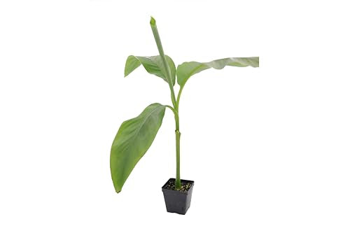 Live Perennial Plants (5 Pots)
