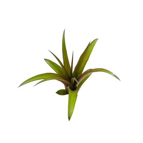 Air Plants Tillandsia Red Capitata (5 Count)