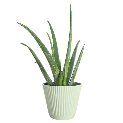 Live Aloe Vera Plant (Sage (6" Pot))