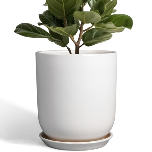 Pots for Plants