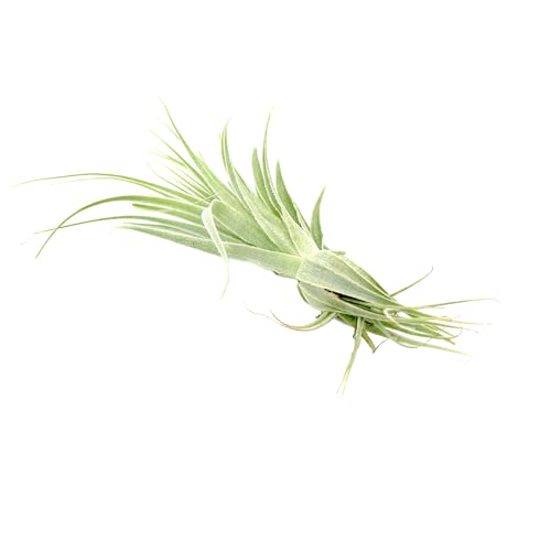 Live Air Plant