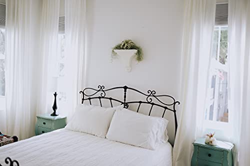 Thick Colombian Spanish Moss Live Strands with Wire Hook