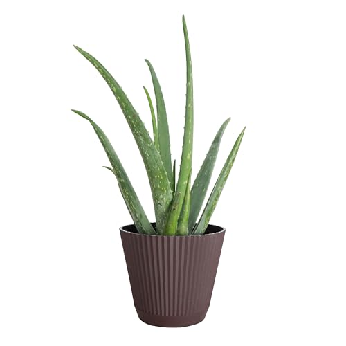 Live Aloe Vera Plant (Chocolate (6" Pot))