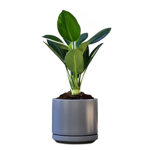 Ceramic 14 Inch Mid Modern Planter Pot with Drainage Hole and Saucer