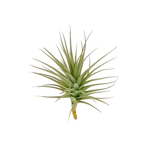 Air Plants Flowering Tillandsia Lilla Lilac (2 Count)