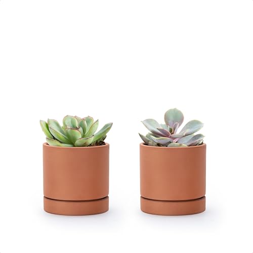 2 Pack Terracotta Plant Pots with Saucers (XX-Small 3 Inch)