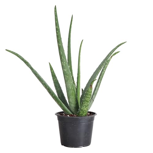 Live Aloe Vera Plant (Nursery Pot (6" Pot))