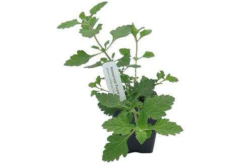 Live Perennial Plants (3 Pots)