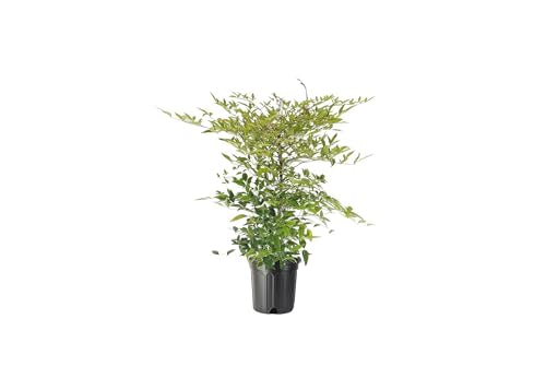 Heavenly Bamboo (3 Count)
