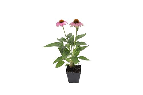 Live Perennial Plants (10 Pots)