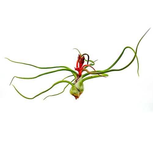 Air Plants Flowering Tillandsia Bulbosa Belize