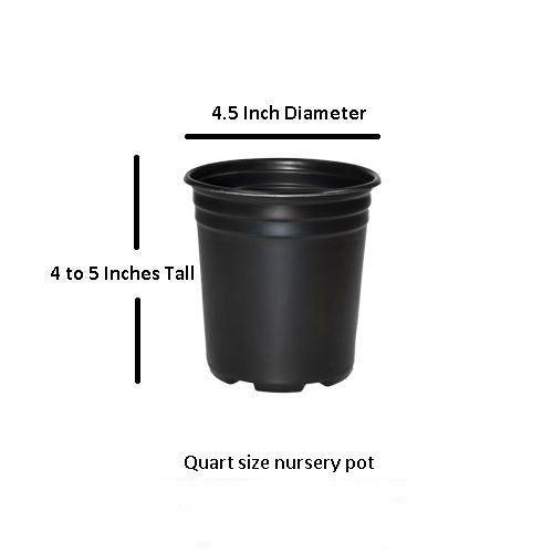 Goshiki Variegated Tea Olive (Quart Pot / Goshiki)