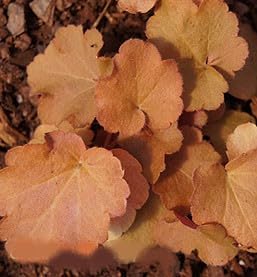 Live Perennial Plants (2 Pots)